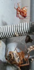 Parasteatoda tepidariorum (cfr.)